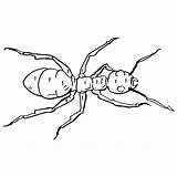 Hormigas Hormiga Curiosfera sketch template