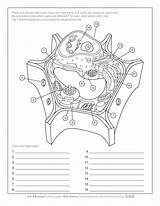 Cell Plant Worksheet Aab Bacterial Parts Animal Studylib sketch template