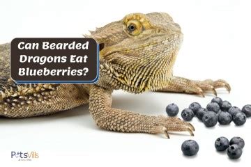 bearded dragons eat blueberries reminder  owners