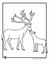 Coloring Deer Pages Baby Buck Mother Clipart Doe Drawing Library sketch template