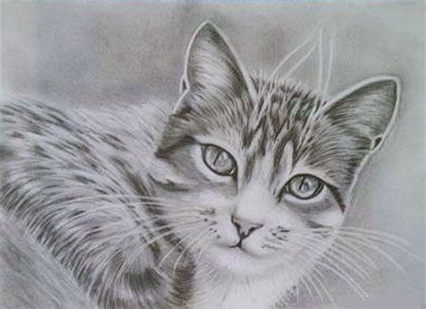 gatos dibujados  lapiz imagui cats cat art animals