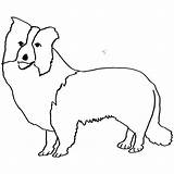 Collie Colouring sketch template