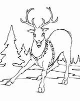 Reindeer Ren Colorat Planse Desene Print Everfreecoloring sketch template