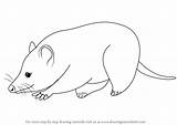 Opossum Possum Drawing Draw Virginia Step Drawings Animals Paintingvalley sketch template