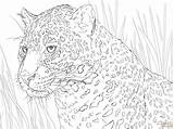 Jaguar Coloring Pages Portrait Animal Adult Printable Animals Colouring Crafts Drawings Color Nature Lion Sheet sketch template