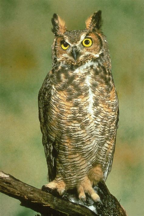 great horned owl  nature