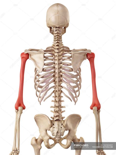 human humerus bones structure skeletal system medical illustration