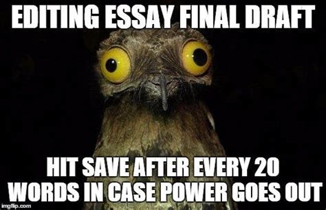 time    major paper due adviceanimals