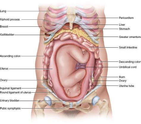 15 Best Chapter 28 The Female Reproductive System Images On Pinterest
