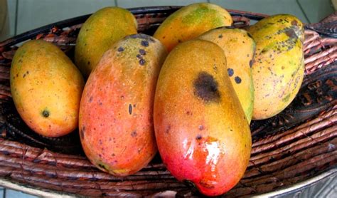 east indian mangoes caribbean recipes jamaican recipes