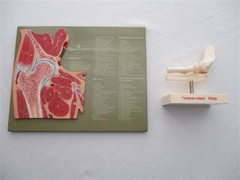 anatomical models voltaren geigy  somso  plastic catawiki