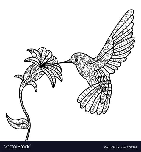 hummingbird coloring book  adults royalty  vector