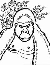 Coloring Pages Gorilla Kids Cartoon Baby Printable Face Cute Drawing Silverback Animal Draw Cliparts Color Gorila Snowflake Animals Print Getcolorings sketch template