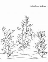 Blumen Kostenlos Malvorlagen Pflanzen Ausmalen Malvorlage Baume sketch template