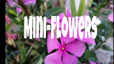 mini flower garden flowers bloom youtube