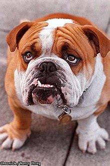 bulldog wikipedia