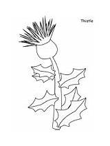 Coloring Pages Thistle Flowers Printable Flower Scotland Realistic Sheets Color Paper Flag Scottish Thistles Book Coloringpagebook Kids Drawings Children Online sketch template