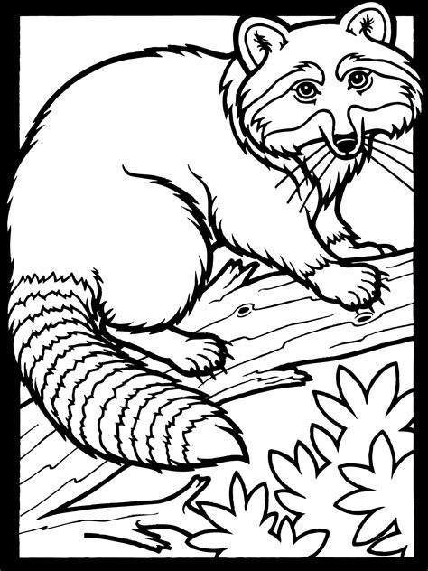 raccoon coloring pages  print coloring pages