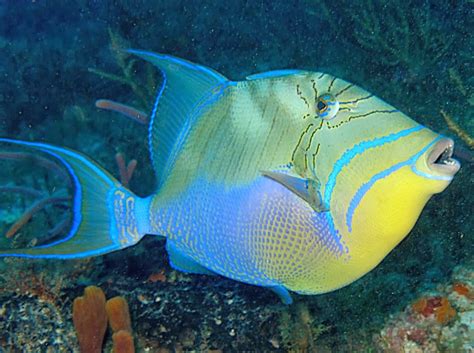 queen triggerfish fishes world hd images