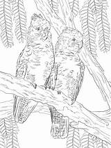 Coloring Gang Colouring Pages Galah Cockatoos Printable Drawing Australian Cockatoo Grocery Bird Color Animals Themed Crafts Printables Drawings 07kb 480px sketch template