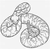 Rattlesnake Diamondback Snake Snakes Serpenti Pngkey Openclipart Serpente Realistico Onlinelabels Reptile sketch template