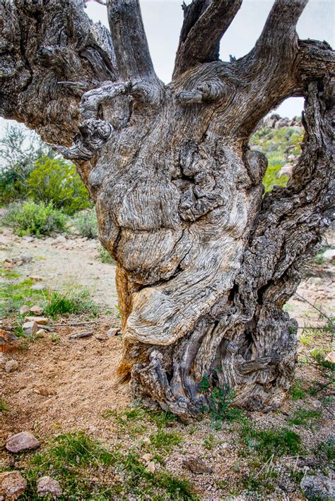 grandmother mesquite atala toy nature beings photography