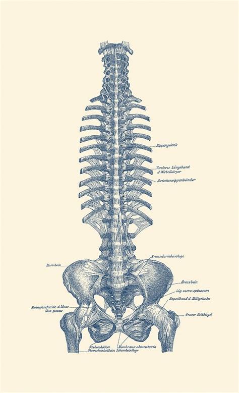 German Rib And Pelvis Diagram Vintage Anatomy Poster Drawing By