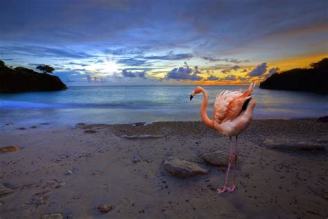 beautiful pink flamingos   island  curacao