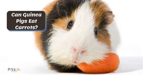 guinea pigs eat carrots guide  guinea pigs diet