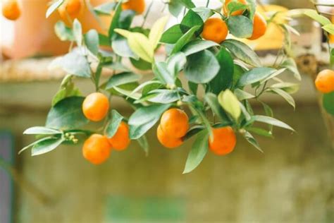 grow  orange tree minneopa orchards