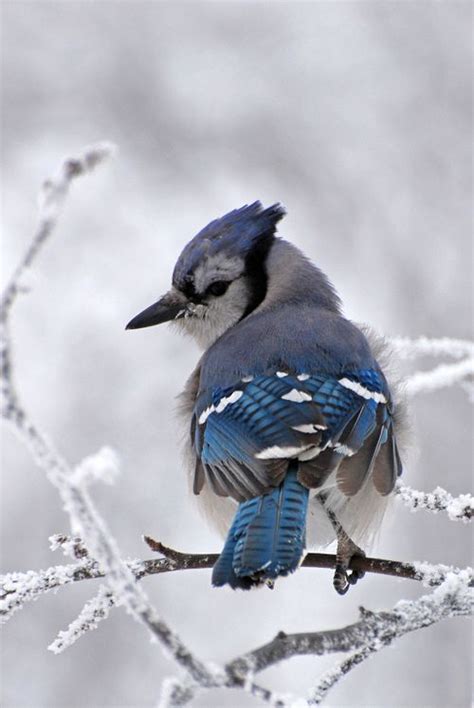 blue jay beautiful birds pet birds pretty birds