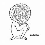 Mandrill sketch template