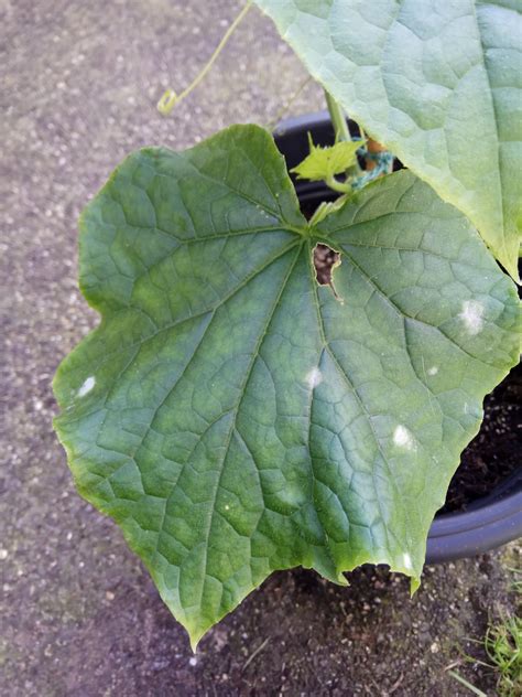 white spots  cucumber leaves bbc gardeners world magazine