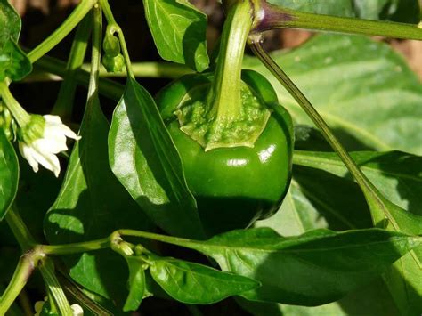 grow bell peppers capsicum annuum gardening channel