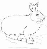 Hare Snowshoe Kaninchen Clipart Hares Ausmalbilder Hasen Library sketch template