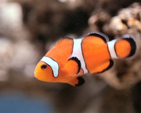 clown fish  images  clkercom vector clip art  royalty