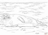 Seal Lied Elfen Lying sketch template