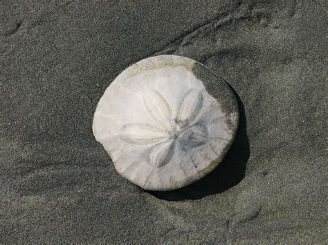 sand dollars     pretty shell