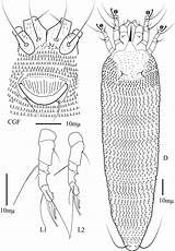 Aegyptius Mite Cgf Dorsal L1 sketch template