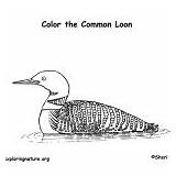 Loon Coloring Birds Common Category sketch template