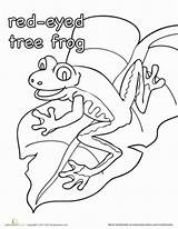 Frog Eyed Tree Red Coloring Rainforest Color Worksheet Animals Drawing Frogs Pages Kindergarten Education Template Activities Worksheets Theme Sheets Kids sketch template