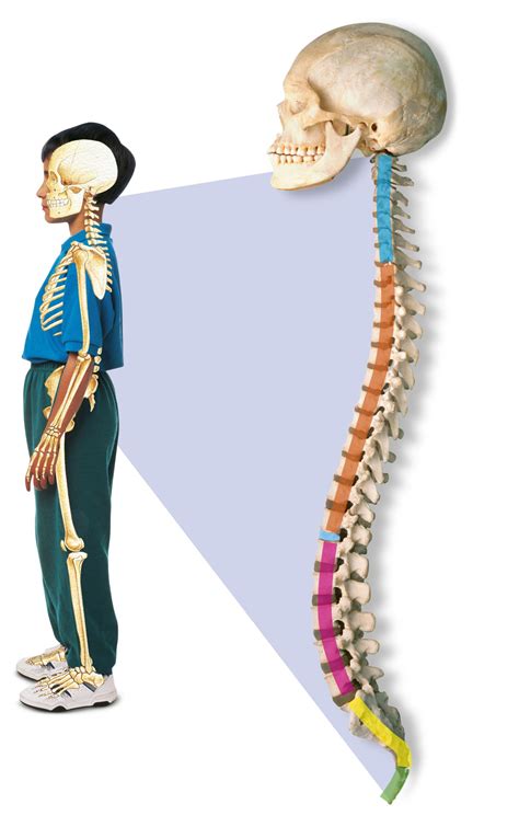spine bone cartoon