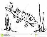 Coloring Pike Fish Pages Predatory Isolated Character Animal Illustration Drawing sketch template