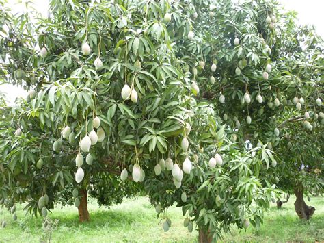 filethotapuri mango tree  kolarjpg wikimedia commons