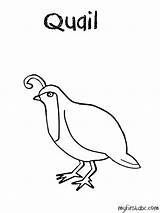 Quail Coloring Pages Clipart Template Easy Kids Sketch Clip Library 34kb sketch template