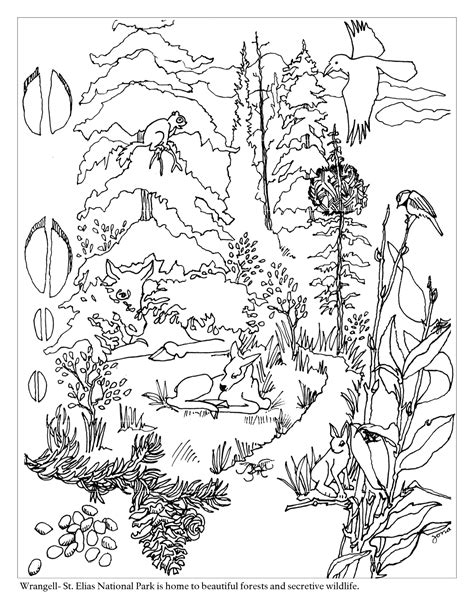forest coloring pages  coloring pages  kids