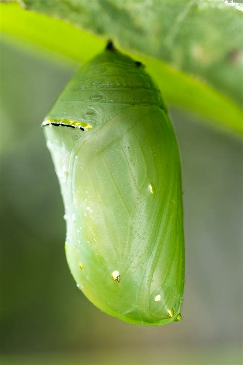 beautiful monarch butterfly chrysalis rpics