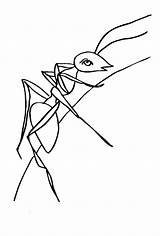 Ameise Insekten Ausmalbild Mewarnai Semut Kostenlos Anak Malvorlagen Dan Ayo Drucken Gampang Macam Berbagai sketch template