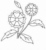 Herbs Coloring Pages Plants sketch template