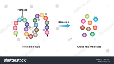 protease  shutterstock